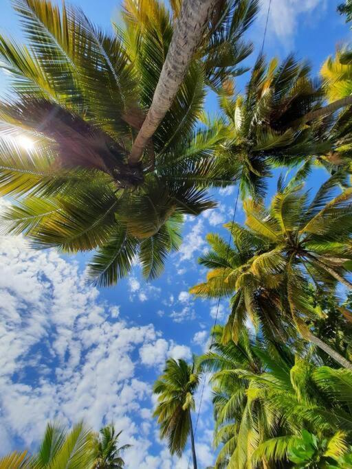 Ti Sucrier Jaune - Douceur Caraibe Vue Mer Le Carbet Exteriör bild